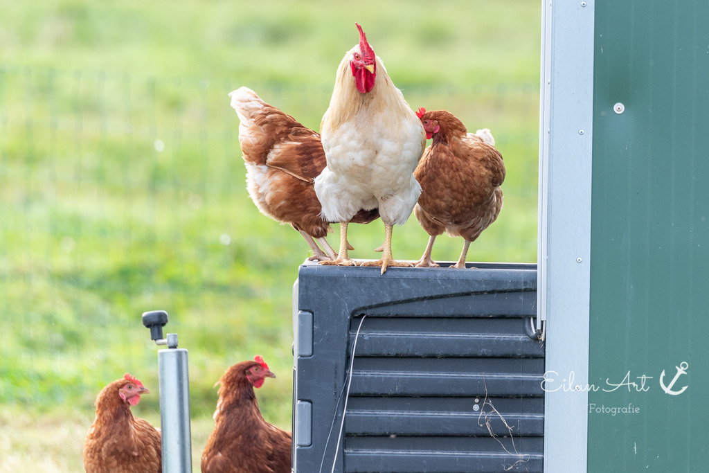 EAF_6893 | Eilun-Art-Fotografie Levke Martens, ihre Fotografin für Immobilien- und Landschaftsfotografie auf Föhr, Föhrer Motive als Poster, Leinwand, hinter Acrylglas oder stelle dir deinen eigenen Monatskalender zusammen, mit nur einem Klick