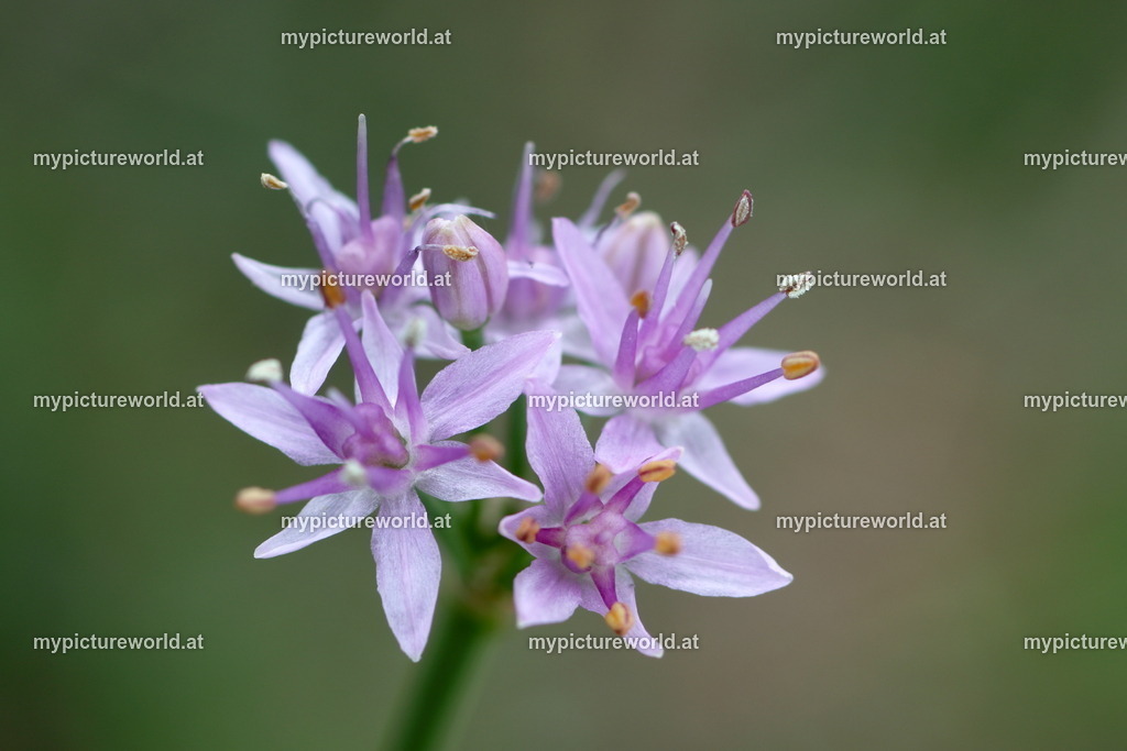 Berg-Lauch-001 | Das Bilderarchiv über Tiere, Planzen und Landschaften. In der Bilddatenbank finden Sie ein große Auswahl an hochwertigen Bilder für Ihre Werbung - Realisiert mit Pictrs.com