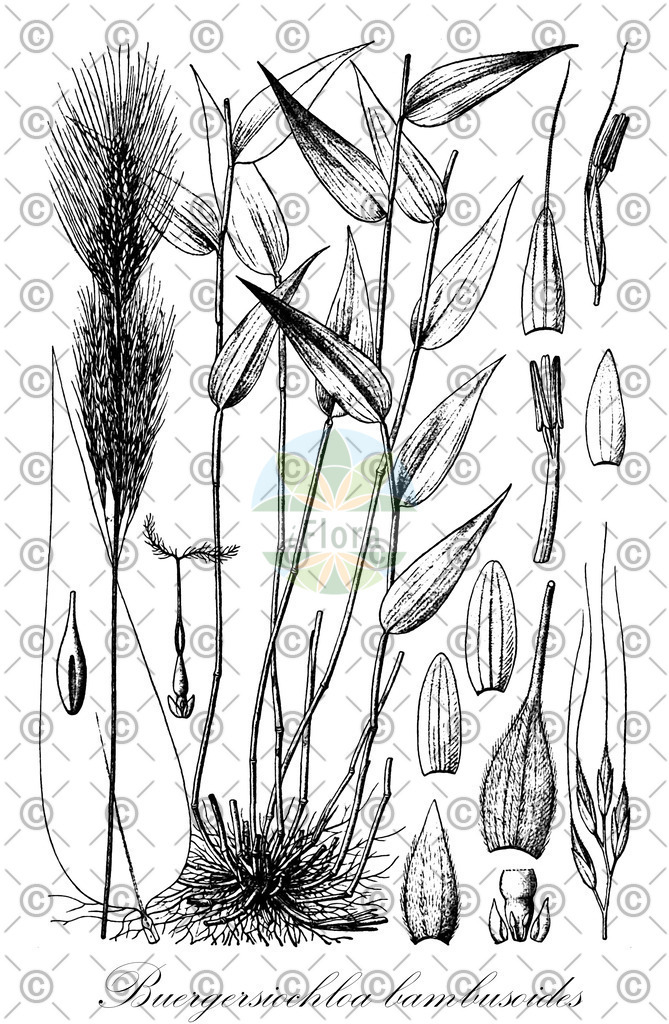HistAbb_EMP_101238_1_SIMPLE | Historische Abbildung von Buergersiochloa bambusoides - Poaceae | Historical Illustration of Buergersiochloa bambusoides - Poaceae