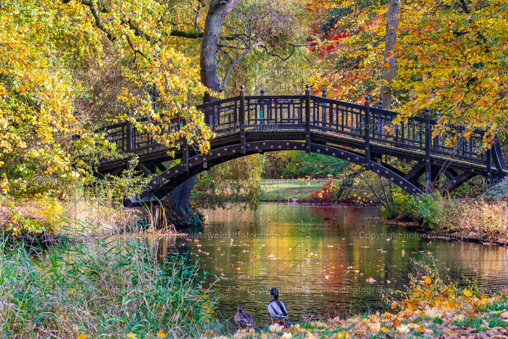 20241101142018D75_7810 | Kaufen sie online außergewöhnliche Fotografien auf Leinwand Acrylglas Fotoprint Aludibond von holgerweigeltfotografie - Realisiert mit Pictrs.com