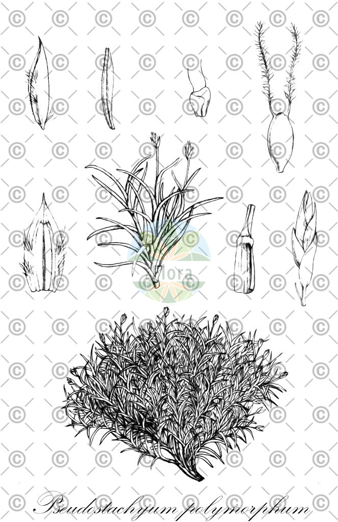 HistAbb_CKRFN_1_ENZY_Simple | Historische Abbildung von Pseudostachyum polymorphum - Poaceae | Historical Illustration of Pseudostachyum polymorphum - Poaceae