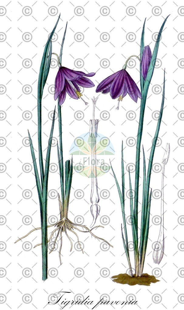 HistAbb_wfo-0000074524_1_ENZY_Simple | Historische Abbildung von Tigridia pavonia - Iridaceae | Historical Illustration of Tigridia pavonia - Iridaceae