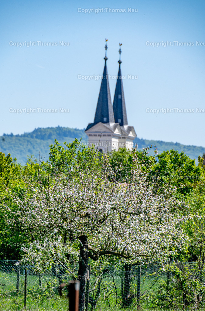 Streuobstwiese-Bensheim-Schwanheim-evangelische-Kirche-Kreis-Bergstrasse-Fotografie-Thomas-Neu_9 | Blühende Obstbäume und saftig grüne Wiesen vor der markanten evangelischen Kirche von Schwanheim, einem Stadtteil von Bensheim an der hessischen Bergstraße. Frühlingslandschaft unter klarem blauem Himmel mit Blick auf die charakteristischen Kirchturmspitzen.,Bild: THomas Neu