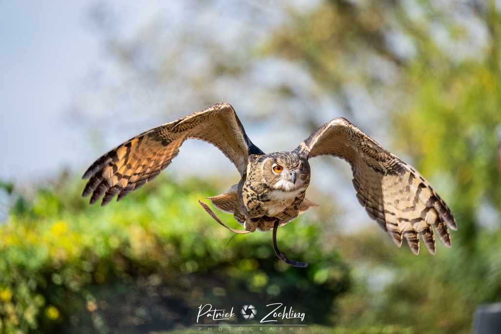 Kreuzenstein-Zöchling (14 von 46) | Mein Name ist Patrick Zöchling. Auf dieser Website siehst Du meine Projekte als Fotograf und kannst Dir Deine Fotos in Galerien ansehen und herunterladen. Über einen Webshop kannst Du Bilder ausarbeiten, auf T-Shirt drucken usw. - Realisiert mit Pictrs.com