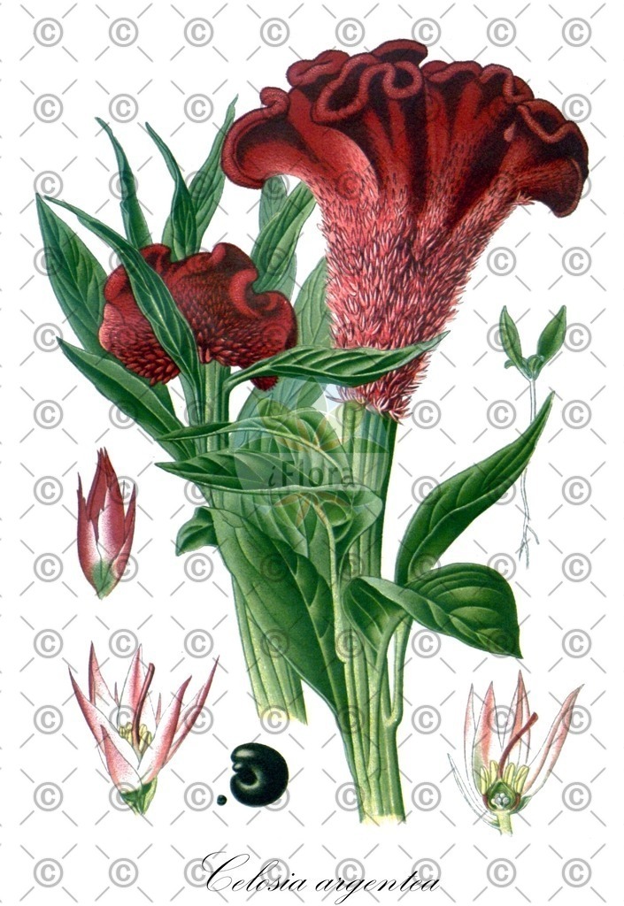 HistAbb_wfo-0000593422_1_ENZY_Simple | Historische Abbildung von Celosia argentea - Amaranthaceae (Silber-Brandschopf) | Historical Illustration of Celosia argentea - Amaranthaceae