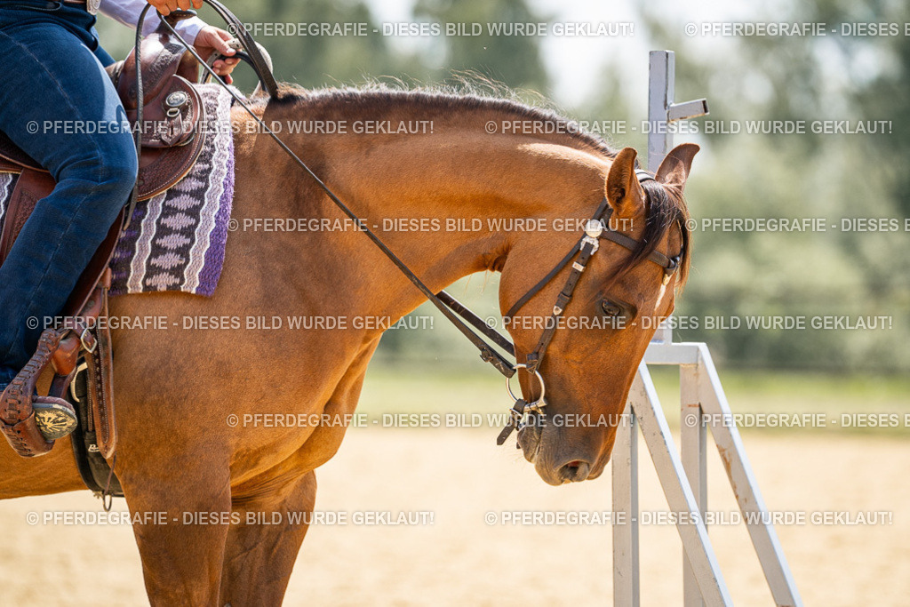 DSC00819 | Pferdegrafie