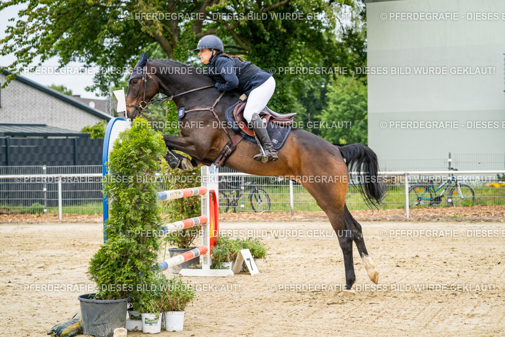 DSC02416 | Pferdegrafie