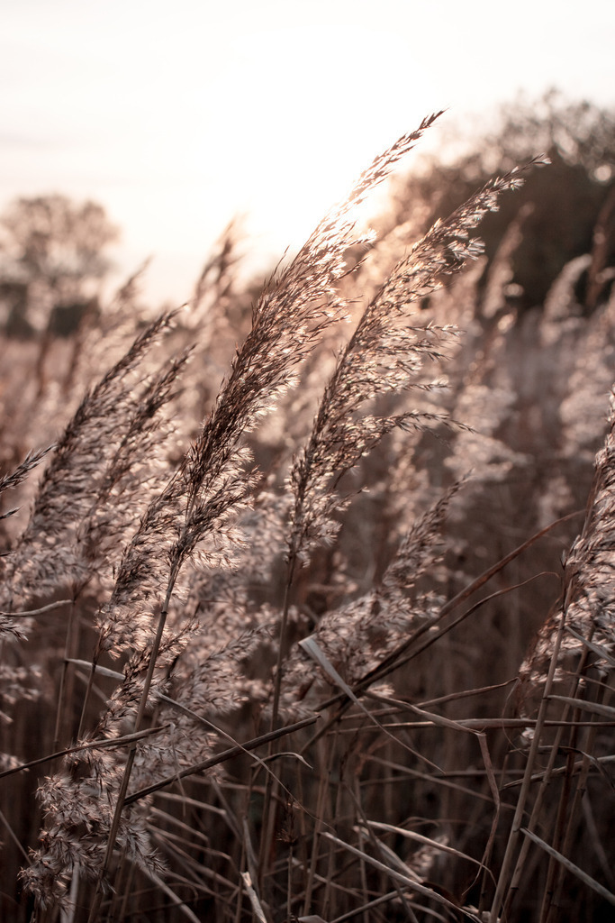 Wandbild: Schilf weht im Sonnenlicht im dezenten Beigeton | Dieses Wandbild im Hochformat zeigt wehenden Schilf im abendlichen Sonnenlicht. Der Schilf bringt mit dem Abendrot einen schönen wärmen Farbton ins Bild. Durch die untergehende Sonne und die wenigen Farben entsteht ein schöner Sepiaton. Teilweise ergibt sich durch die Bewegung der Halme eine leichte Bewegungsunschärfe, die das Bild interessant macht. Holen Sie sich diese schöne maritime Abendstimmung auf Leinwand, Aluminium-Platte oder als Glasbild. Ideal fürs Wohnzimmer, Schlafzimmer, Küche, den Arbeitsplatz oder die Ferienwohnung. Die Wandbilder werden individuell für Sie in vielen Abmessungen produziert.  - Realisiert mit Pictrs.com