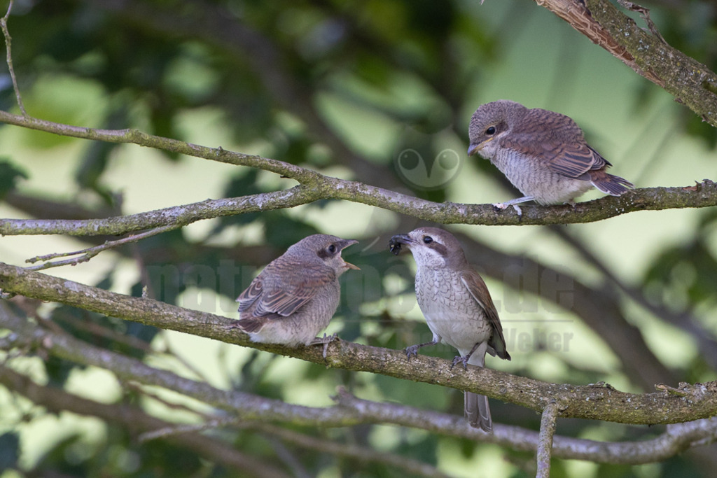 R5NF9694-20230702 | Der Neuntöter (Lanius collurio) ist der hierzulande am stärksten verbreitete Vertreter der Familie der Würger (Laniidae), von der es weltweit 64 Arten gibt. Hierzu gehören auch der seit 1987 in Deutschland ausgestorbene Schwarzstirnwürger, der extrem seltene Rotkopfwürger und der noch sporadisch anzutreffende Raubwürger. - Realisiert mit Pictrs.com