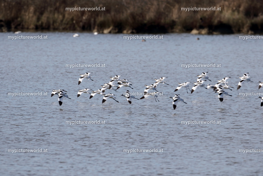 Säbelschnäbler-022 | Das Bilderarchiv über Tiere, Planzen und Landschaften. In der Bilddatenbank finden Sie ein große Auswahl an hochwertigen Bilder für Ihre Werbung - Realisiert mit Pictrs.com