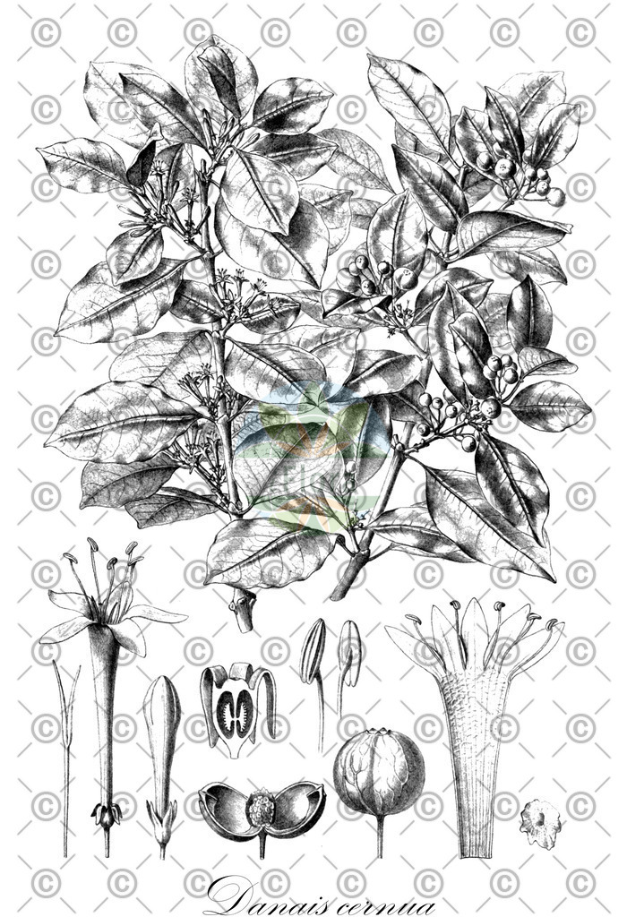 HistAbb_wfo-1000020115_1_ENZY_Simple | Historische Abbildung von Danais cernua - Rubiaceae | Historical Illustration of Danais cernua - Rubiaceae