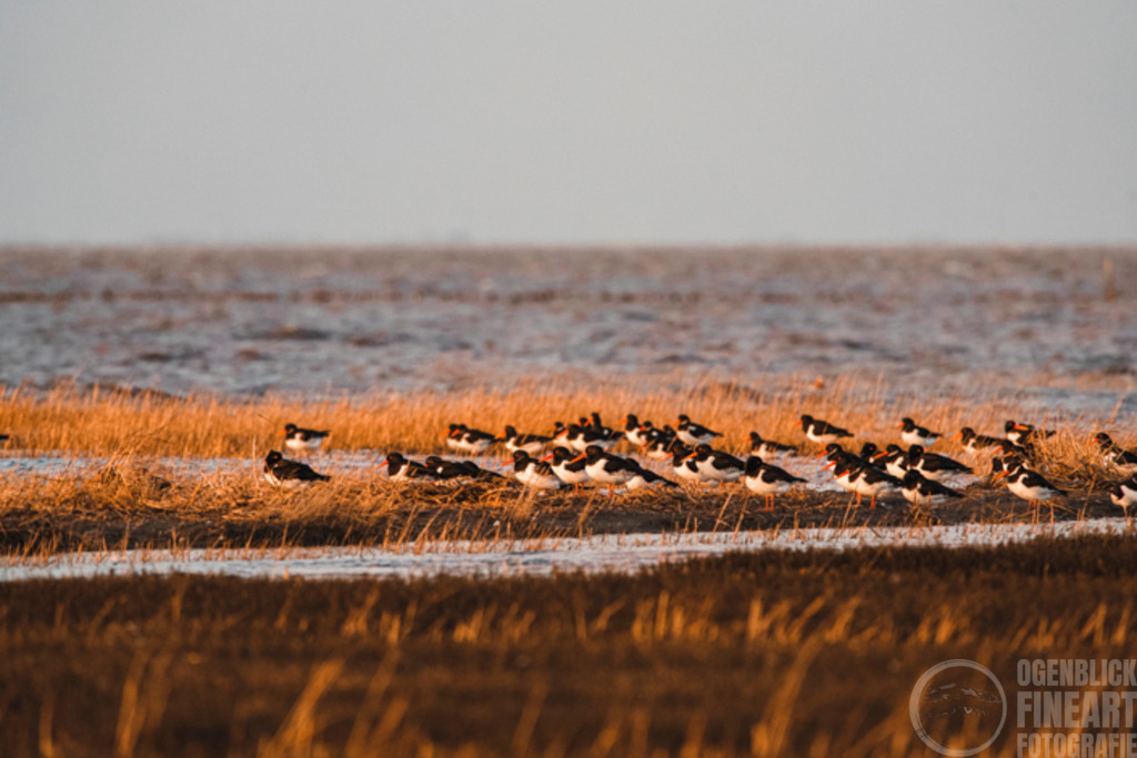 August | Björn Thiemann; Ogenblick.de; Fotografie; Photograph; Landscape, Pellworm, Schleswig-Holstein; Inselfotograf; Inselfotografien; Wattenmeer; National-Park; Naturschutzgebiet; Leuchtturm; Lighthouse; Leinwandbilder; Kalender; Pellworm Kalender;  - Realisiert mit Pictrs.com