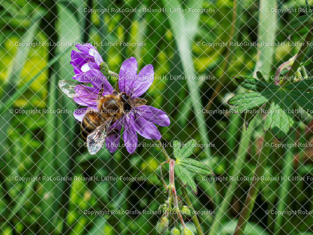 Pyrenäen-Storchschnabel_Geranium pyrenaicum Burm.f._Familie-Geraniaceae | Pyrenäen-Storchschnabel Geranium pyrenaicum Burm.f. Aus der Familie der Geraniaceae - Realisiert mit Pictrs.com