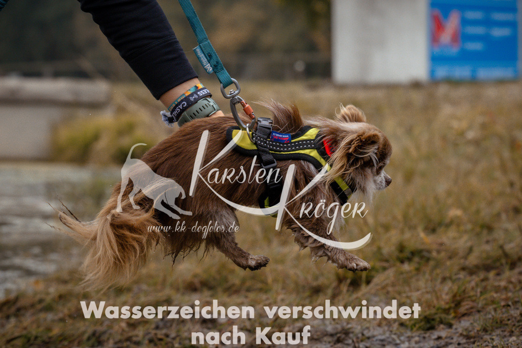 1005_ZZ97958 | kk-dogfotos