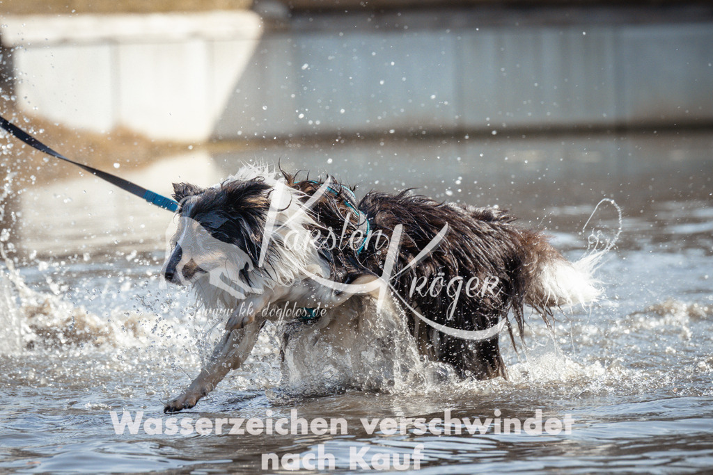 1117_ZZ93600 | kk-dogfotos