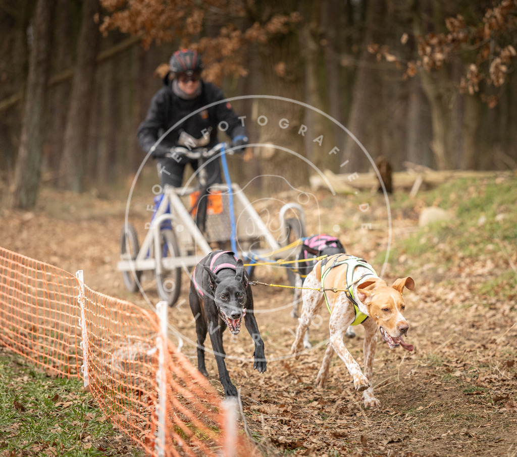 Pfotenfotografie_DV3A4821 | Hundefotografie, Tierfotograf, Pfotenfotografie, Fotoshooting Hund, Hunde Portrait, Hundesport, Hundeportraits, Heideshooting, Hunde, Sportfotograf, Hundefotograf, Turnierhundsport, THS,  - Realisiert mit Pictrs.com