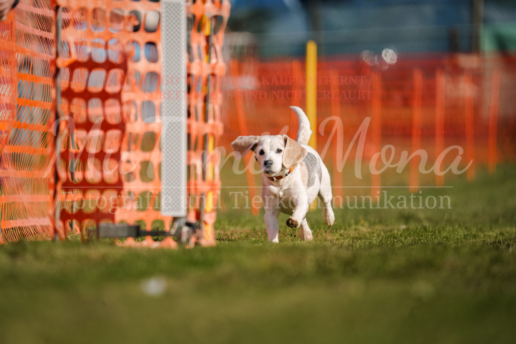 20250928_Hunderennen-119 | MuT (Mensch und Tier) mit Mona - Fotografie und Tierkommunikation - Realisiert mit Pictrs.com