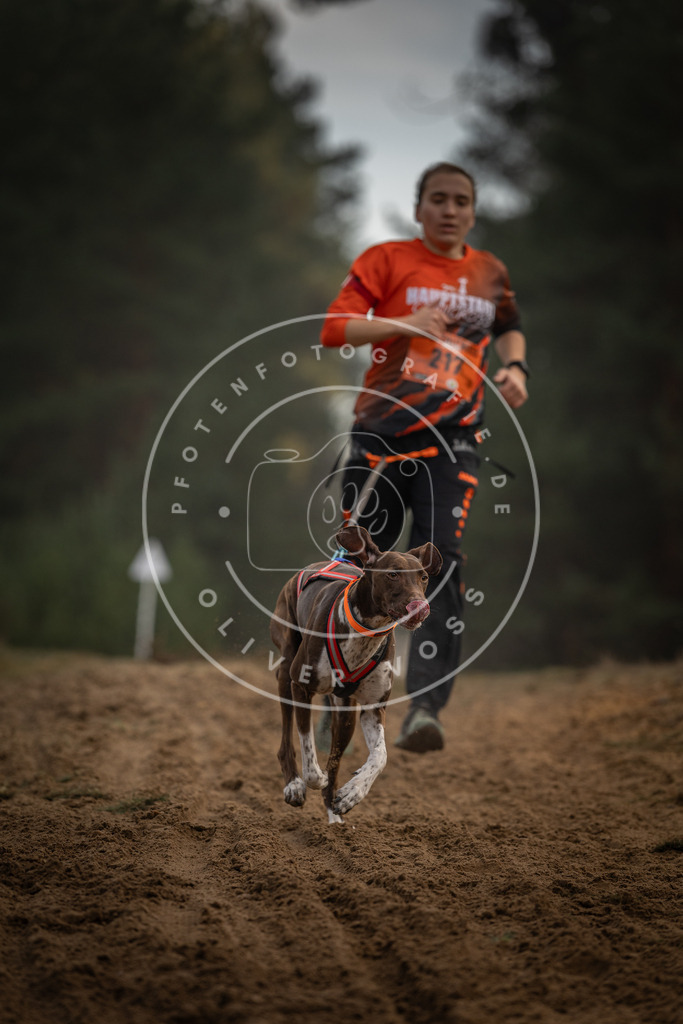 Pfotenfotografie_DV3A5294 | Hundefotografie, Tierfotograf, Pfotenfotografie, Fotoshooting Hund, Hunde Portrait, Hundesport, Hundeportraits, Heideshooting, Hunde, Sportfotograf, Hundefotograf, Turnierhundsport, THS,  - Realisiert mit Pictrs.com
