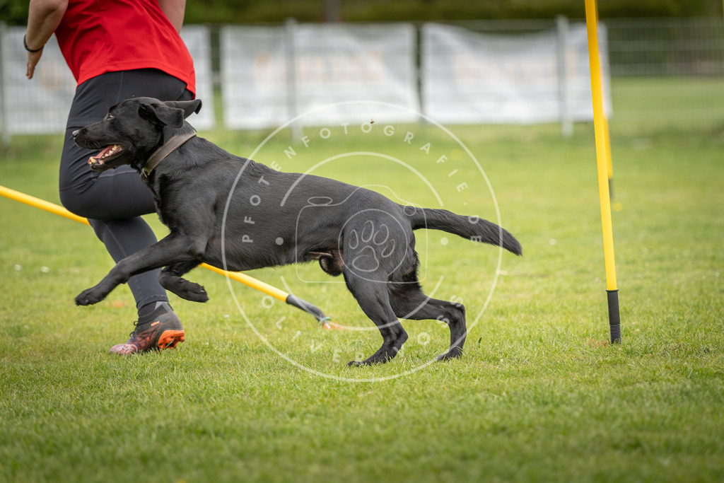 Pfotenfotografie_DV3A0009 | Hundefotografie, Tierfotograf, Pfotenfotografie, Fotoshooting Hund, Hunde Portrait, Hundesport, Hundeportraits, Heideshooting, Hunde, Sportfotograf, Hundefotograf, Turnierhundsport, THS,  - Realisiert mit Pictrs.com