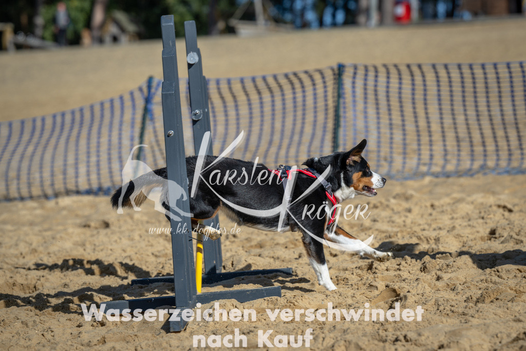 1124_ZZ91116 | kk-dogfotos