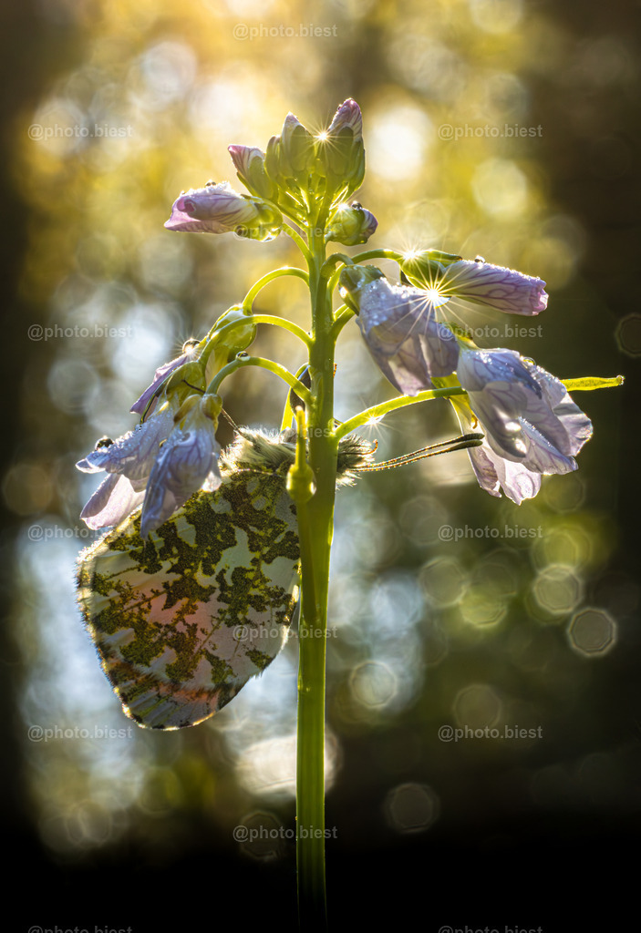 Funkelfalter | Ein Aurorafalter, kopfüber mit Blendensternen und Bokeh. - Realisiert mit Pictrs.com