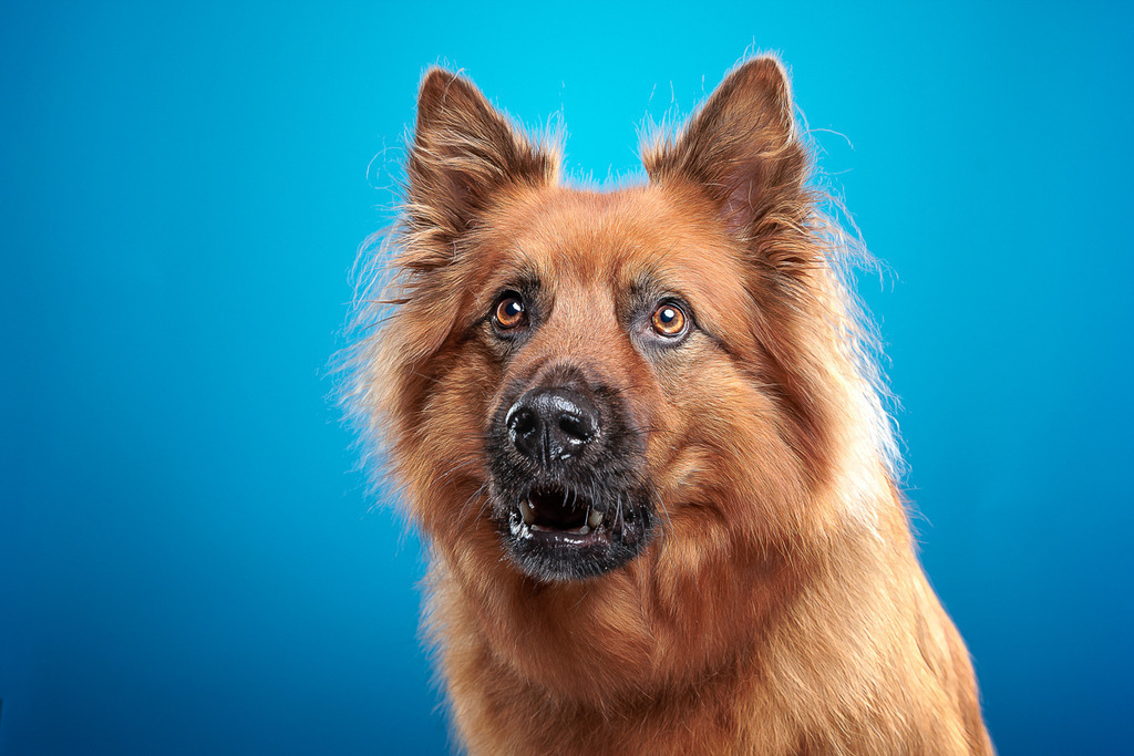 Nickbest-Hundefotografie Bremen Blumenthal--2 | Dein Hund! Dein Moment! Deine Erinnerungen! Hundefotografie in Bremen Blumenthal. Ich fange die besonderen Momente deines Vierbeiners ein – ob Indoor mit Blitzanlage oder in der freien Natur. Sicher dir dein Moment und dein Termin für eure Erinnerungen.