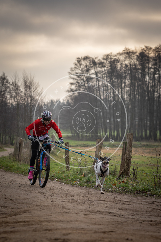 Pfotenfotografie_DV3A1473 | Hundefotografie, Tierfotograf, Pfotenfotografie, Fotoshooting Hund, Hunde Portrait, Hundesport, Hundeportraits, Heideshooting, Hunde, Sportfotograf, Hundefotograf, Turnierhundsport, THS,  - Realisiert mit Pictrs.com