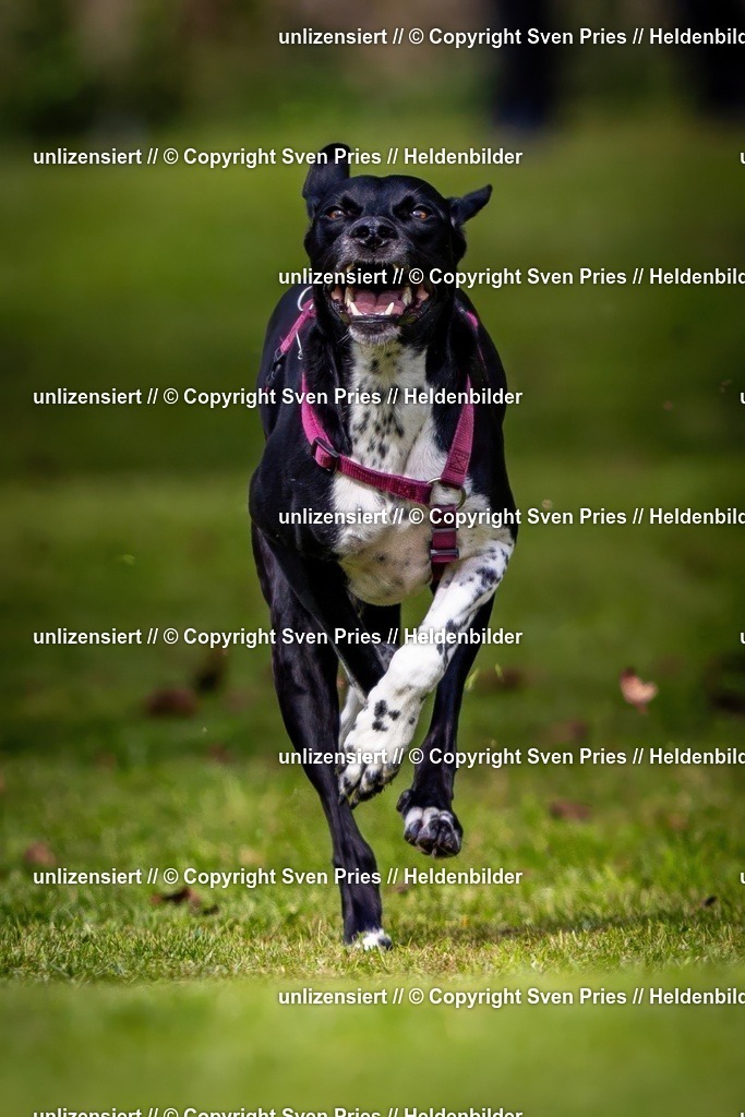 Sven Pries | 2024-09-22 - Hunderennen Baden-BadenPudelverein - Realisiert mit Pictrs.com