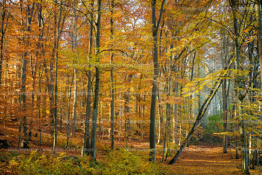Zugehörigkeit | Die Botschaft zum Bild lautet: Hast du oft im Leben das Gefühlt, gar nicht dazu zu gehören, dein Leben erscheint dir trostlos? Diese niederen Frequenzen finden ein jähes Ende durch die Energien des Bildes. Alles gehört zu diesem großen Organismus Mutter Erde. Die Farben, die Bäume, die Energien umspülen dich und fegen Depressionen hinfort. Es werden Wege sichtbar, es werden Schleier gehoben.