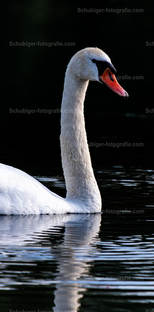 Schwan | Schwan auf der Aare früh Morgens - Realisiert mit Pictrs.com