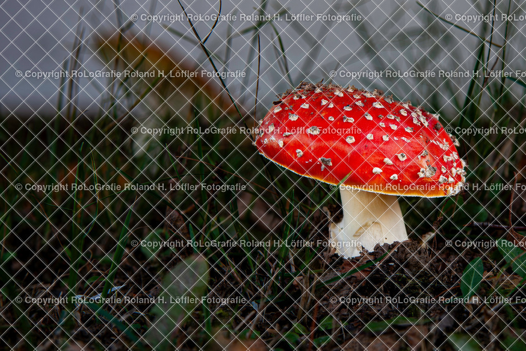 Roter FLiegenpilz_Gattung Wulstlinge_Giftpilz  | Roter Fliegenpilz, Aus der Gattung der Gattung Wulstlinge, Giftpilz - Realisiert mit Pictrs.com