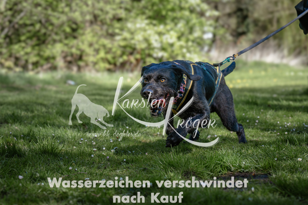 1030_ZZ95463 | kk-dogfotos