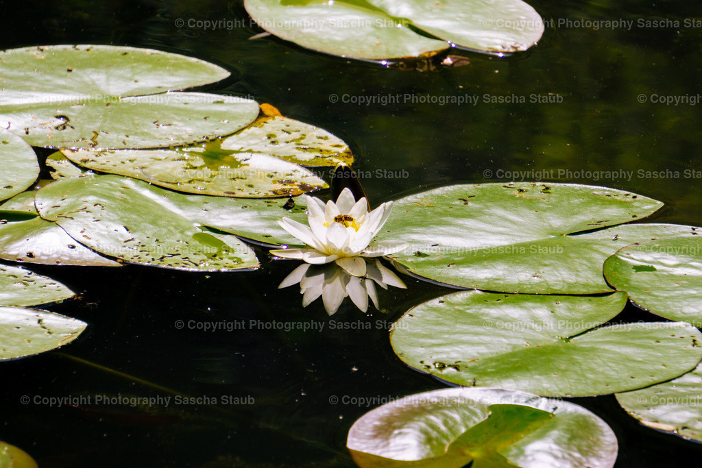 Seerosen - Nymphaea | Willkommen im Shop von Photography Sascha Staub. Hier findest du alle Fotos und Medieninhalten von Sascha Staub. In diesem Shop kannst du Lizenzen zu den Fotos, Drucke und Gutscheine für den Shop erwerben.  - Realizado com Pictrs.com