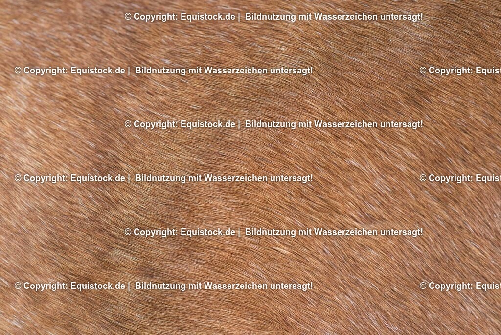 20150313_TOMsPiC_0055 | equistock