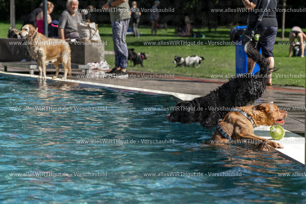 Hundeschwimmen_Volksbad_2026-allesWIRTHgut_Tierfotografie-2609061221-FAY06441 | Professionelle Tierfotografie in Mönchengladbach von Daniel Wirth (allesWIRTHgut). Liebevolle & natürliche Bilder von Hunden & Katzen für unvergessliche Erinnerungen.
