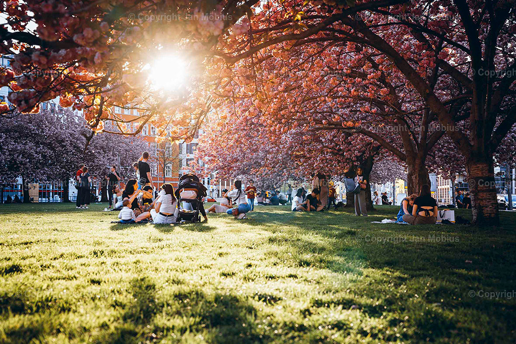 Johannesplatz | Der Johannesplatz am Grassi Museum in Leipzig – besonders zur Kirschblütenzeit – ist ein echtes Frühlings-Highlight: historisch, ästhetisch, ruhig, aber zentral. Perfekt für Content rund um Natur in der Stadt, Architektur, Museen & saisonale Highlights wie die Kirschblüte. Der Johannesplatz am Grassi Museum in Leipzig ist ein ruhiger, zentraler Platz mit beeindruckender Architektur und einer zauberhaften Kirschblüte im Frühling. - Realisiert mit Pictrs.com