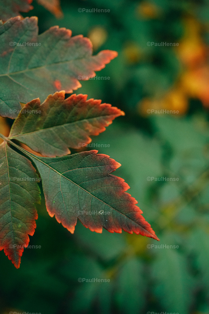 20221020_PaulHense_S0041_DSC00121 | paulhense - Realisiert mit Pictrs.com