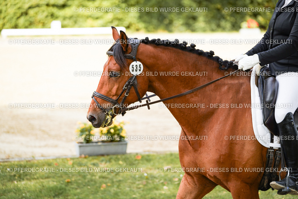 DSC01496 | Pferdegrafie