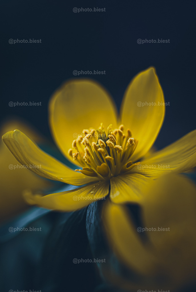 Winterling-Eleganz | Ein Winterling inmitten vieler weiterer. - Realisiert mit Pictrs.com