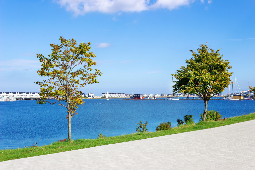 Wandbild: Bäume an der Promenade in Olpenitz | Dieses Wandbild zeigt zwei kleine Bäume an der Promenade in Olpenitz. Am blauen Himmel befinden sich nur wenige Wolken. In der Ferne sind die Ferienwohnungen zu sehen.  - Realisiert mit Pictrs.com