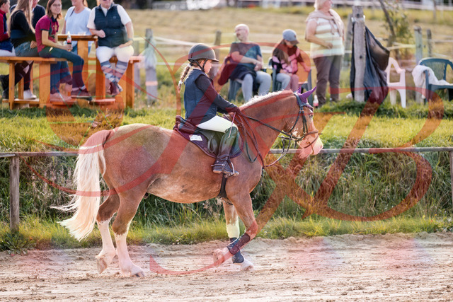 2026_10_03_Siefer-Hof_144352_Z81_17363813 | Professionelle Reitsport-, Turnier- und Eventfotografie von Robert Broda. Galerien mit ausgewählten und bearbeiteten Bildern direkt online ansehen und bestellen.