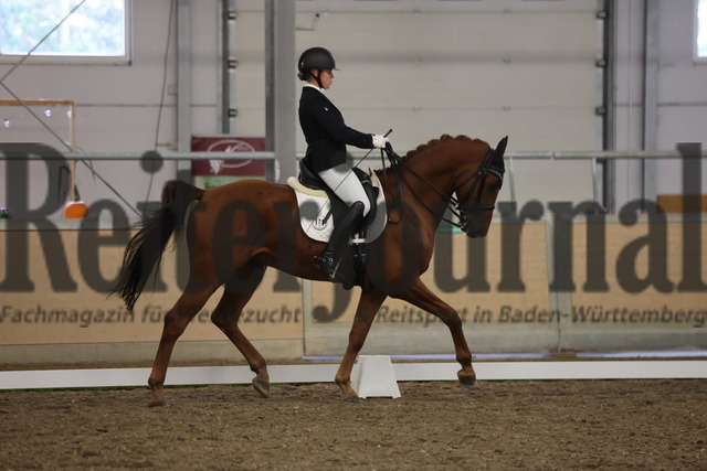 Waghäusel-Wiesental_2024_Prfg.Nr.08_1.WP_U25_Anica Fröhling_Don Desterix (2) | Alle Fotos der Reiterjournal Fotografin Doris Matthaes im Reiterjournal Online-Fotoshop. - Realisiert mit Pictrs.com