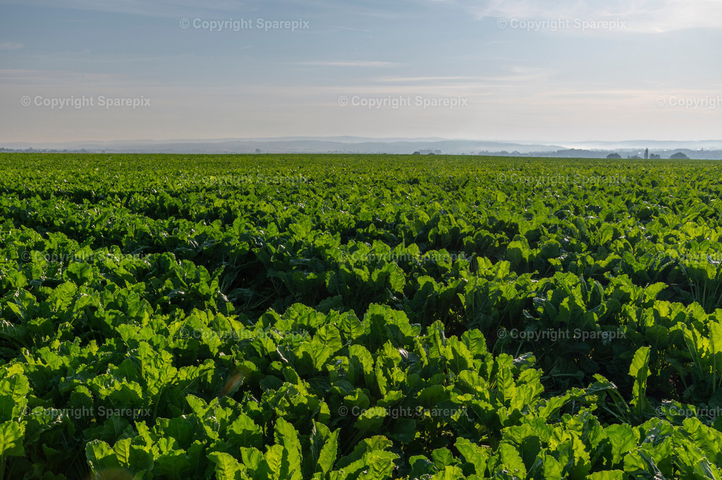 CAR_Agri_Sugar_Beet1 | Camera height 1,30m - light 1/25° - Realisiert mit Pictrs.com