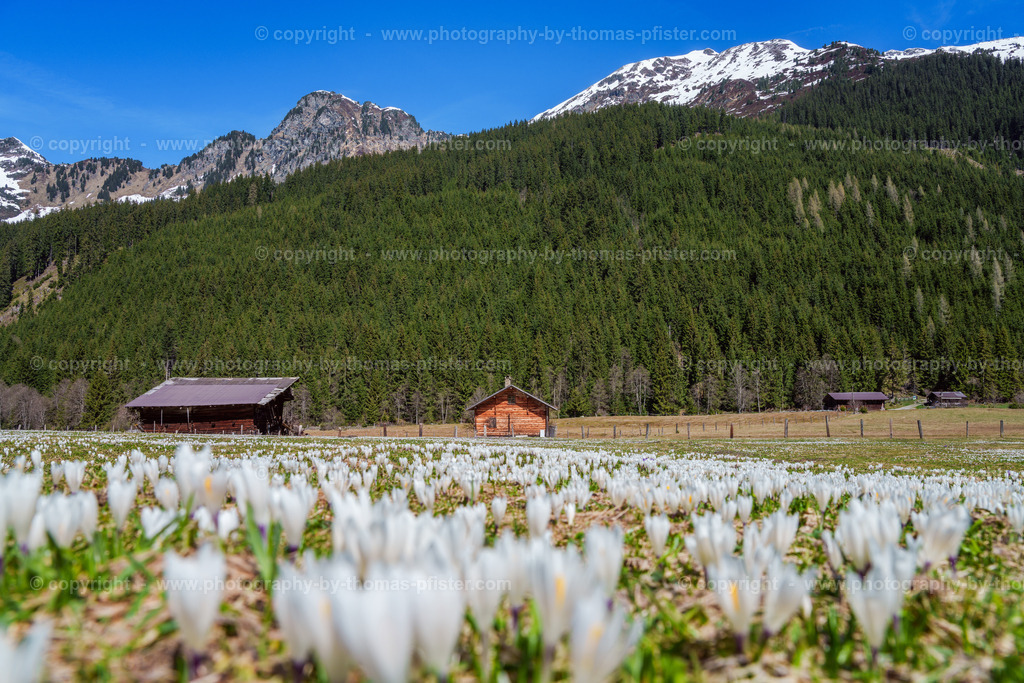 Märzengrund Stumm Krokusse Krokusblüte copyright  Thomas Pfister-7 | PHOTOGRAPHY BY THOMAS PFISTER
