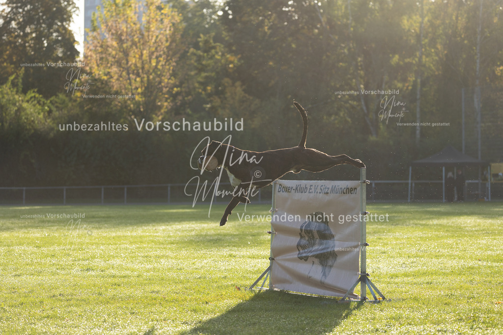 _16A6179 | Einzigartige Fotos von Hunden & Menschen –Actionfotos, Portraits, Vereinsaufnahmen & Paarshootings – authentisch, lebendig & mit Herz.