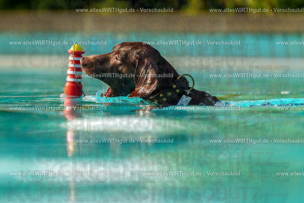 Hundeschwimmen_Grefrath_2026-allesWIRTHgut_Tierfotografie-09_07-7R502133 | Professionelle Tierfotografie in Mönchengladbach von Daniel Wirth (allesWIRTHgut). Liebevolle & natürliche Bilder von Hunden & Katzen für unvergessliche Erinnerungen.