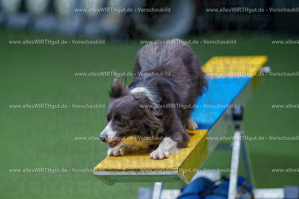 @allesWIRTHgut_Tierfotografie - www.allesWIRTHgut.de - 2604261121-7R509695 | Professionelle Tierfotografie in Mönchengladbach von Daniel Wirth (allesWIRTHgut). Liebevolle & natürliche Bilder von Hunden & Katzen für unvergessliche Erinnerungen.