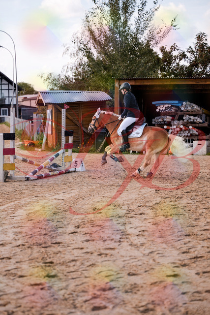 2026_10_03_Siefer-Hof_145517_Z81_35835660 | Professionelle Reitsport-, Turnier- und Eventfotografie von Robert Broda. Galerien mit ausgewählten und bearbeiteten Bildern direkt online ansehen und bestellen.