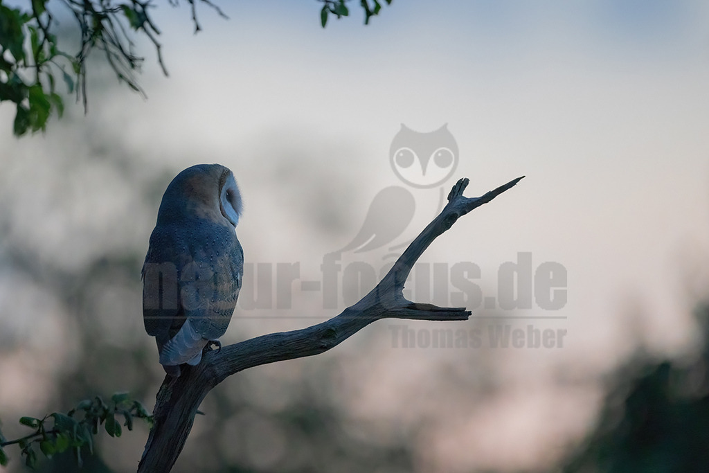 R6NF6011_20240713 | Die Schleiereule ist eine helle, langbeinige Eule ohne Federohren. Charakteristisch für die Schleiereule ist der herzförmige Gesichtsschleier und die relativ kleinen schwarzen Augen. Ihre Unterseite ist weiß bis gelbbraun mit Tropfenflecken, der Schnabel weißrosa, gelblich bis grauweiß. - Realisiert mit Pictrs.com