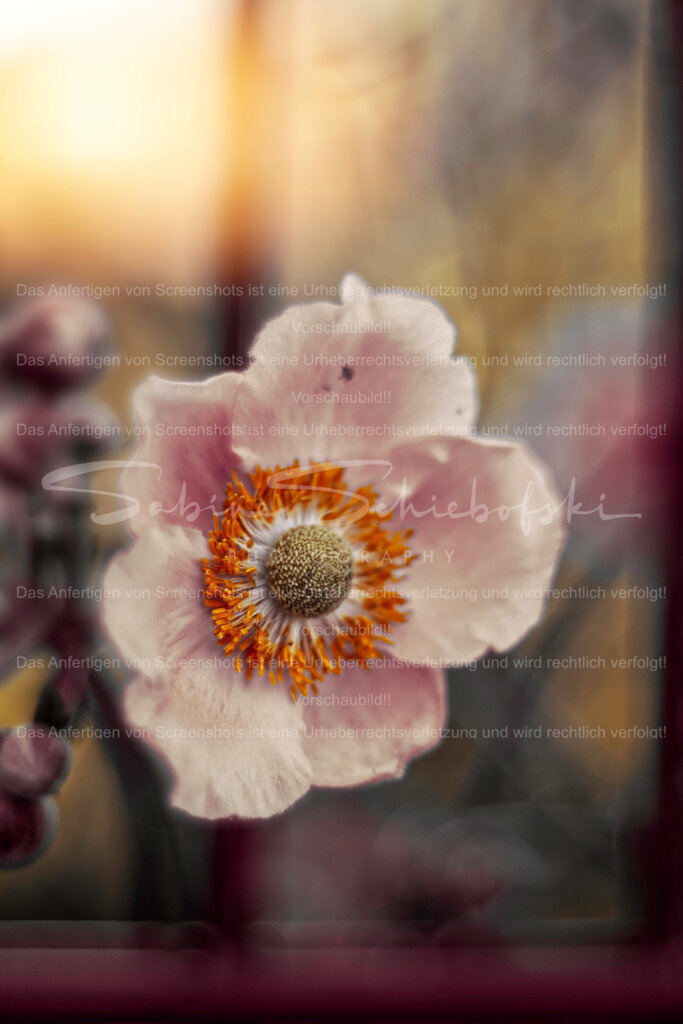 Wandbild "Anemone" | People- und Tierfotografie, Imageaufnahmen, Veranstaltungsfotografie und Wandbilder aus der Natur ★ Made in Germany ✔️ Druck + Downloads ✔️ Naturfotografie in Top Qualität ★ schneller Versand, weltweite Lieferung! - Realisiert mit Pictrs.com